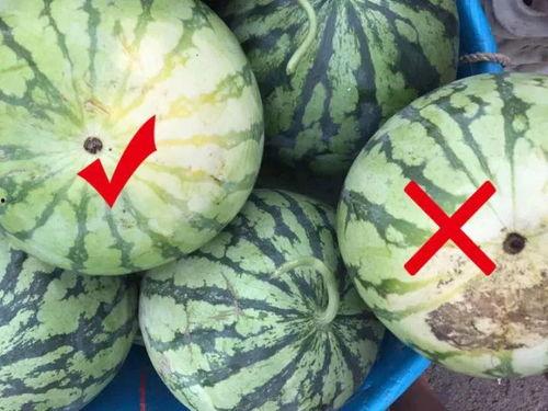 吃一口瓜州银蒂瓜,一口咬下，甜蜜满溢的瓜州特色