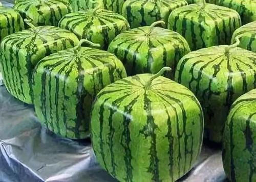 吃瓜的真实来历,揭秘“吃瓜”的演变历程