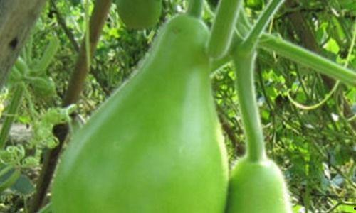 糖人吃瓠瓜,甜蜜艺术新体验