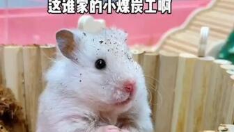 老人鼠吃的瓜,瓜果飘香的养生佳肴