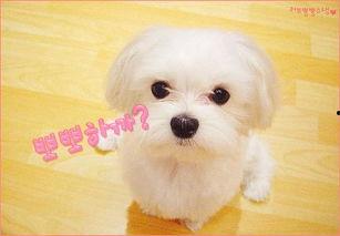 兔子吃不吃瓜叶子,探究兔子对瓜叶的喜好