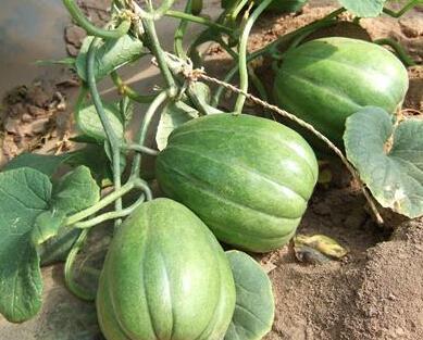 吃瓜广州到合肥