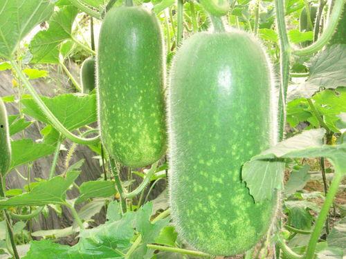 刺梨吃瓜图片搞笑