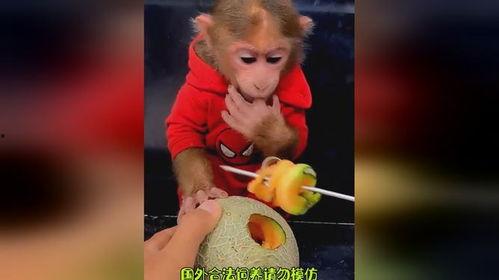 吃哈密瓜猴哥,一场甜蜜的味蕾冒险