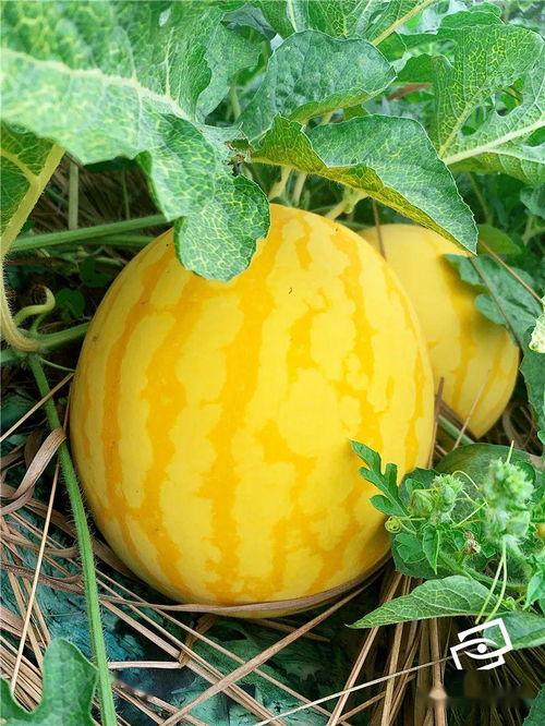 海中的吃瓜群众