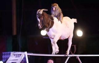 吃瓜群众山羊,揭秘娱乐圈背后的故事