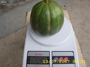 云南吃的绿瓜,绿瓜美食探秘之旅