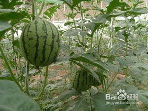 如何正确网络吃瓜