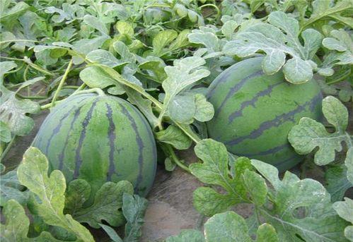 杀劫吃瓜,吃瓜群众揭秘神秘事件背后真相