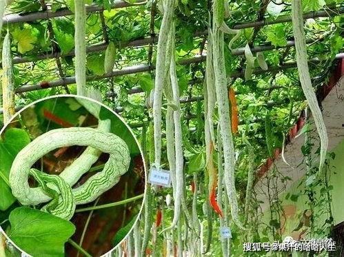 吃瓜踢蛇,一场意外引发的全民热议