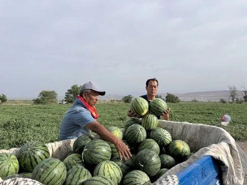大黑牛吃瓜,揭秘娱乐圈的甜蜜与苦涩