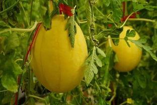 瓜弟吃瓜群免费,揭秘网络社交圈的免费狂欢盛宴