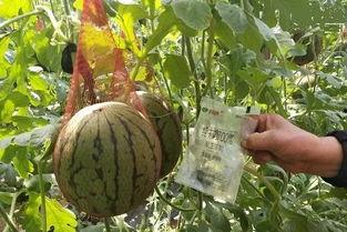 天天吃瓜一个瓜也没吃着,揭秘为何天天吃瓜却一瓜未得