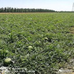 任丘市吃瓜,瓜果飘香，品味生活新篇章