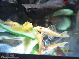 少儿可以吃胡子瓜,胡子瓜，营养又健康的小零食