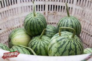 小兰有瓜吃,共享丰收喜悦