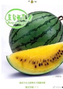 西昌吃瓜世界,揭秘这座城市的独特美食文化