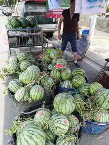 内乡兴隆吃瓜事件,一场引发热议的乡村美食风波