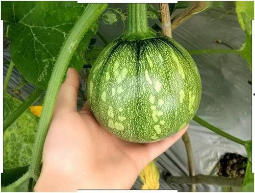 吃瓜小帕,揭秘娱乐圈那些不为人知的幕后故事