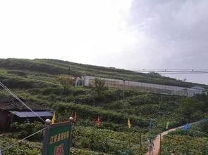 安徽黟县吃瓜事件,一场网络热议背后的真相与反思