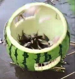 水里鱼吃瓜,水中鱼儿乐享瓜果盛宴